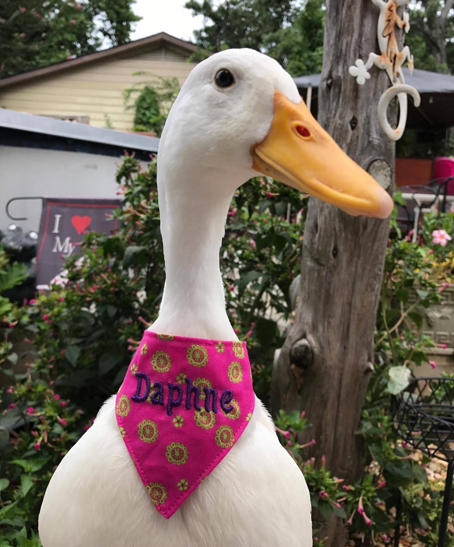 duck with a bib