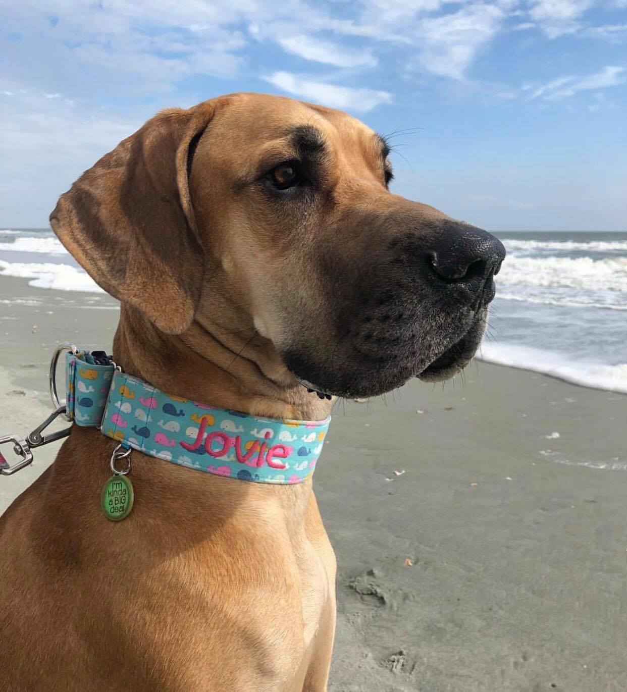 dog on beach wearing collar