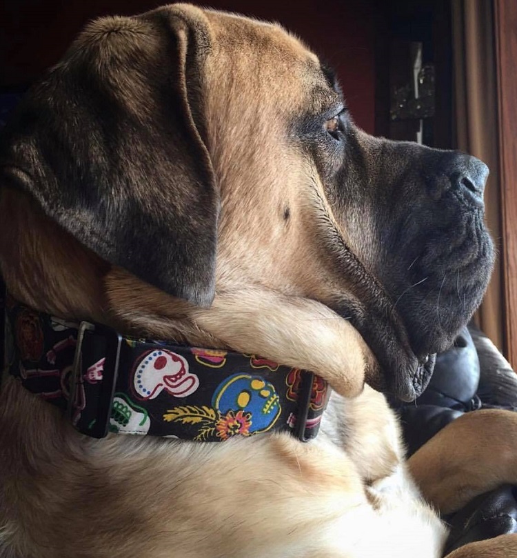 big necked dog with collar