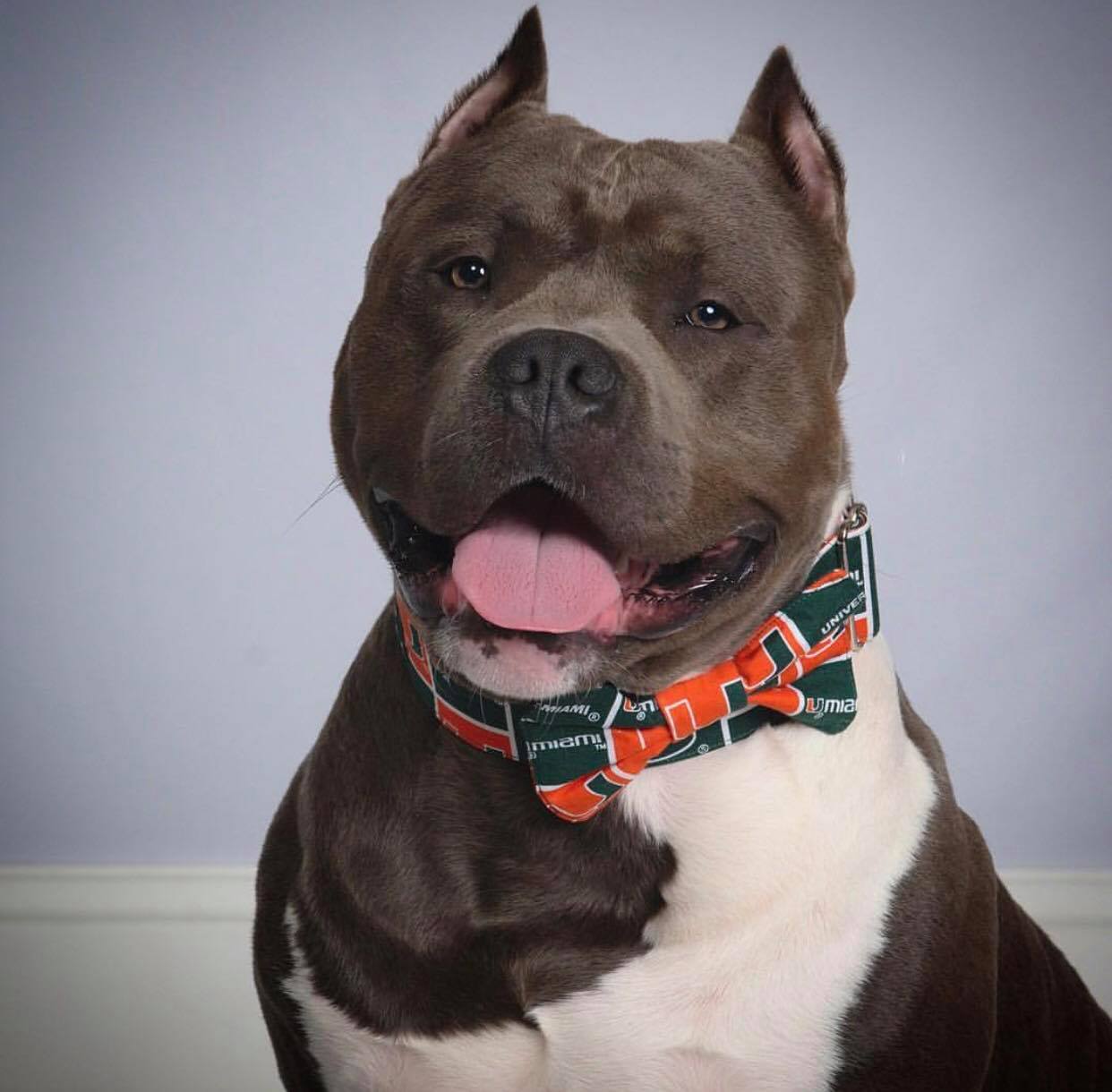 Pit with Miami team collar and bow tie